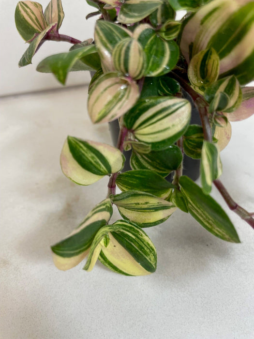 The Plant Farm® Houseplants Tradescantia Tricolor, 2" Plant