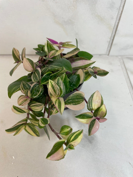 The Plant Farm® Houseplants Tradescantia Tricolor, 2" Plant