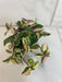 The Plant Farm® Houseplants Tradescantia Tricolor, 2" Plant