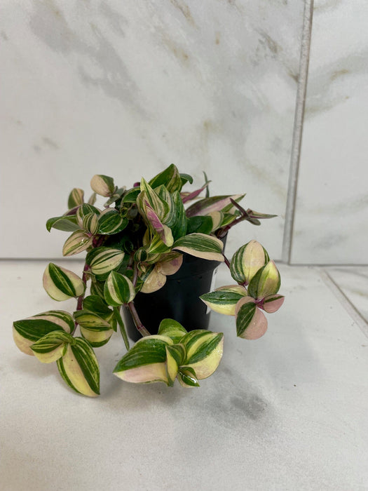 The Plant Farm® Houseplants Tradescantia Tricolor, 2" Plant