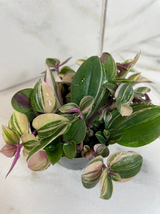 The Plant Farm® Houseplants Tradescantia Tricolor, 2" Plant