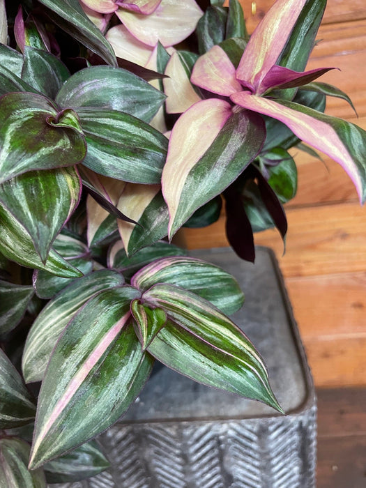 The Plant Farm® Houseplants Tradescantia Tricolor, 6" Plant
