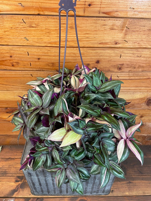 The Plant Farm® Houseplants Tradescantia Tricolor, 6" Plant