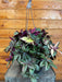 The Plant Farm® Houseplants Tradescantia Tricolor, 6" Plant