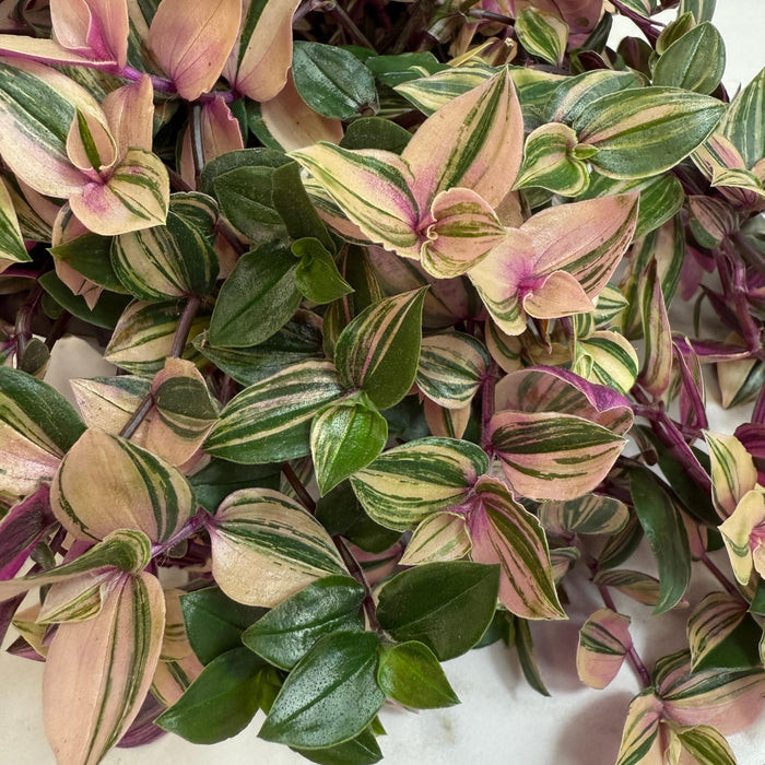 The Plant Farm® Houseplants Tradescantia Tricolor, 6" Plant