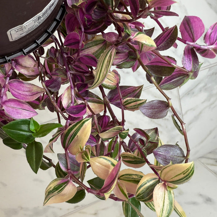 The Plant Farm® Houseplants Tradescantia Tricolor, 6" Plant