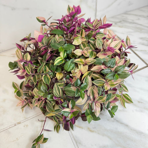 The Plant Farm® Houseplants Tradescantia Tricolor, 6" Plant