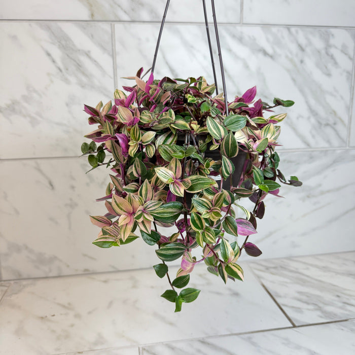 The Plant Farm® Houseplants Tradescantia Tricolor, 6" Plant