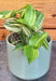 The Plant Farm® Houseplants Tradescantia Zebrina Green and Yellow, 2" Plant