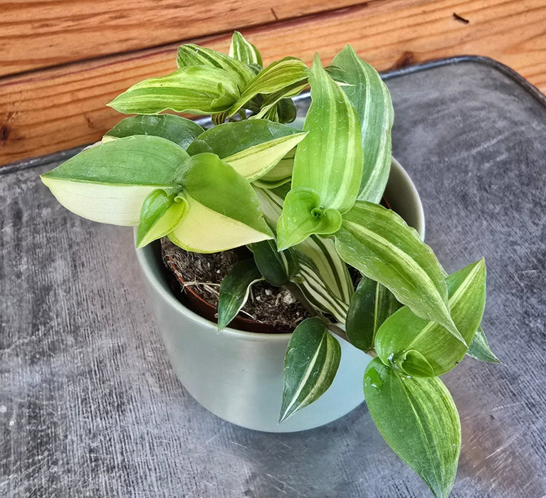 The Plant Farm® Houseplants Tradescantia Zebrina Green and Yellow, 2" Plant
