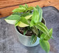The Plant Farm® Houseplants Tradescantia Zebrina Green and Yellow, 2" Plant