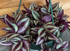 The Plant Farm® Houseplants Tradescantia Zebrina Purple, 6" Plant