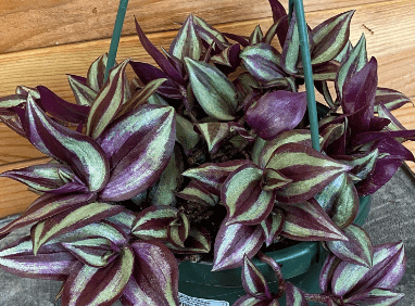 The Plant Farm® Houseplants Tradescantia Zebrina Purple, 6" Plant