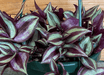 The Plant Farm® Houseplants Tradescantia Zebrina Purple, 6" Plant