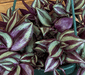 The Plant Farm® Houseplants Tradescantia Zebrina Purple, 6" Plant