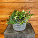 The Plant Farm® Houseplants Tradescantia Zebrina Quadricolor, 6" Plant