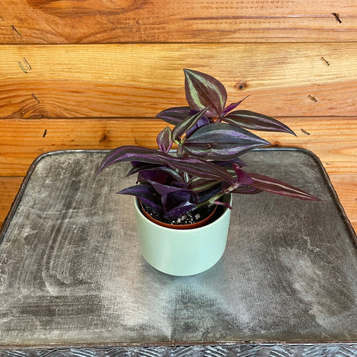 The Plant Farm® Houseplants Tradescantia Zebrina Red, 2" Plant