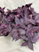 The Plant Farm® Houseplants Tradescantia Zebrina Red Mini, 6" Plant