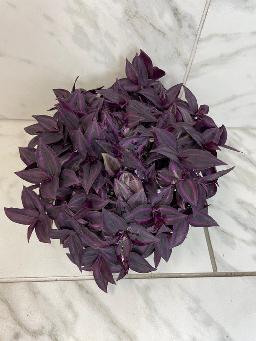 The Plant Farm® Houseplants Tradescantia Zebrina Red Mini, 6" Plant