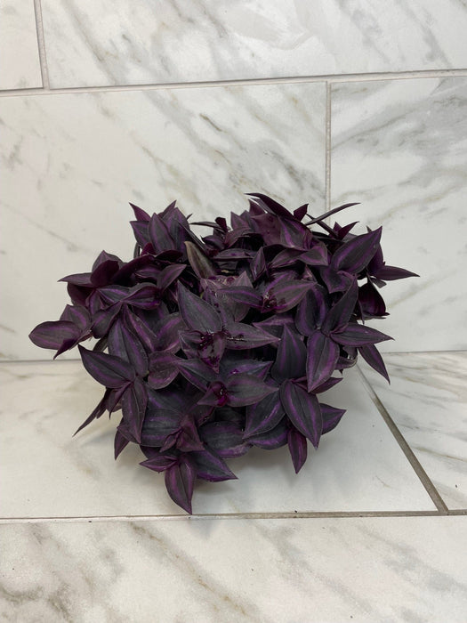 The Plant Farm® Houseplants Tradescantia Zebrina Red Mini, 6" Plant