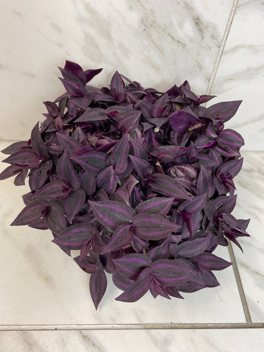 The Plant Farm® Houseplants Tradescantia Zebrina Red Mini, 6" Plant