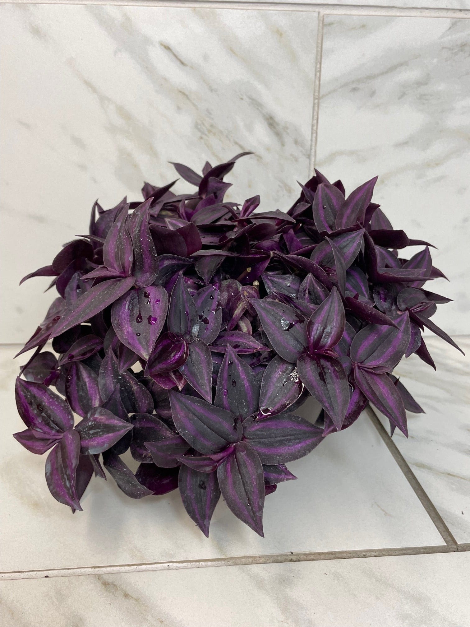 tradescantia zebrina succulent Tradescantia Zebrina Red Mini, 6