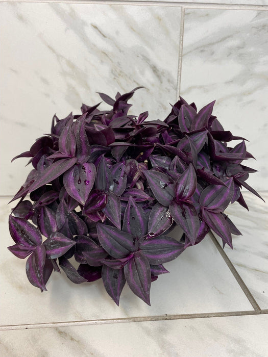 The Plant Farm® Houseplants Tradescantia Zebrina Red Mini, 6" Plant