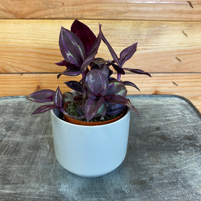 The Plant Farm® Houseplants Tradescantia Zebrina Red Mini, Cuttings x5