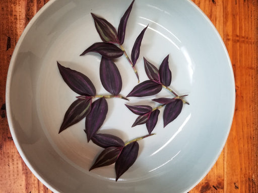 The Plant Farm® Houseplants Tradescantia Zebrina Red Mini, Cuttings x5