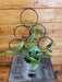 The Plant Farm® Houseplants Trellis 9s Hoya Pubicalyx Splash on Assorted Hoops-Pick Your Plant, 4" Plant