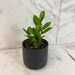 The Plant Farm® Houseplants Zamioculcas Zamifolia ZZ Plant, 4" Plant