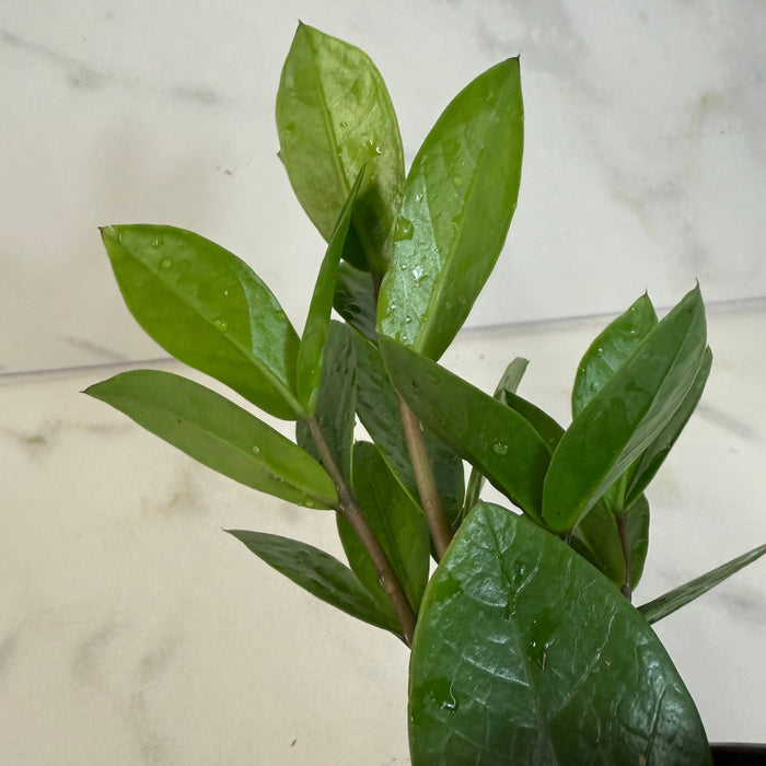 The Plant Farm® Houseplants Zamioculcas Zamifolia ZZ Plant, 4" Plant