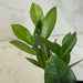 The Plant Farm® Houseplants Zamioculcas Zamifolia ZZ Plant, 4" Plant