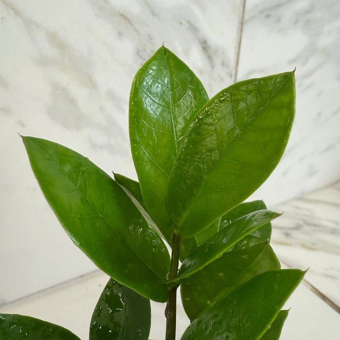 The Plant Farm® Houseplants Zamioculcas Zamifolia ZZ Plant, 4" Plant