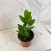 The Plant Farm® Houseplants Zamioculcas Zamifolia ZZ Plant, 4" Plant