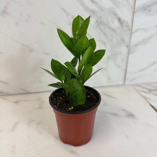 The Plant Farm® Houseplants Zamioculcas Zamifolia ZZ Plant, 4" Plant