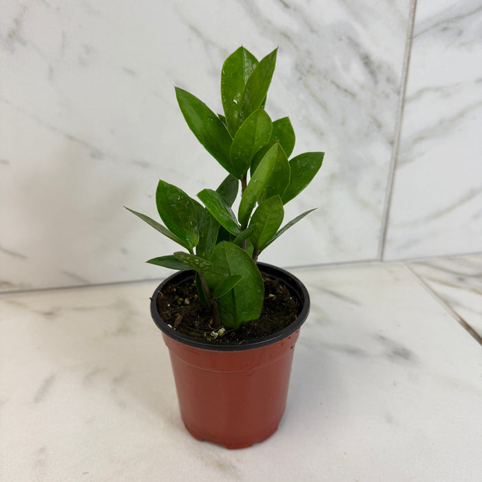 The Plant Farm® Houseplants Zamioculcas Zamifolia ZZ Plant, 4" Plant