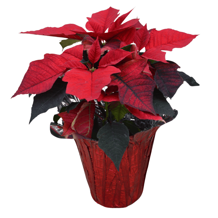 The Plant Farm® Red Pot Cover 6.5" Red Poinsettia with Pot Cover-Pickup Only