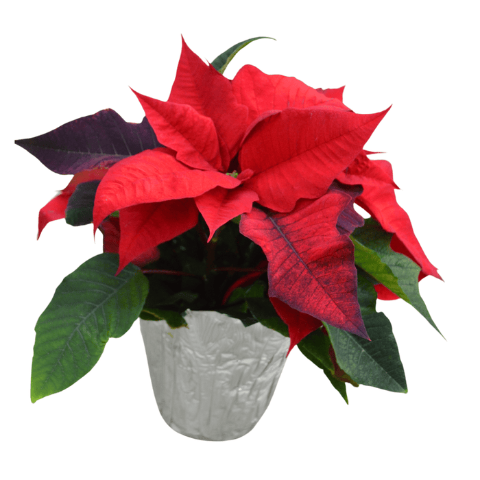 The Plant Farm® Silver Pot Cover 6.5" Red Poinsettia with Pot Cover-Pickup Only