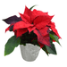 The Plant Farm® Silver Pot Cover 6.5" Red Poinsettia with Pot Cover-Pickup Only