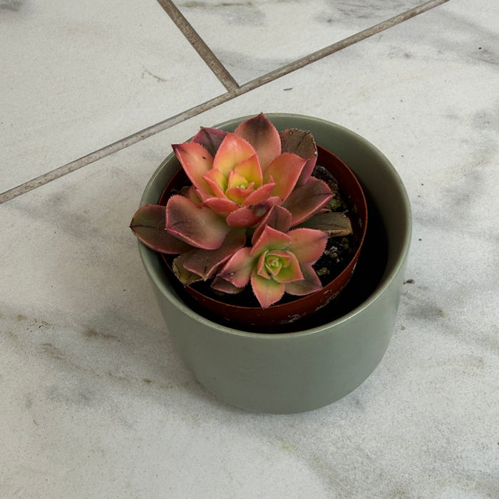 The Plant Farm® Succulents Aeonium Kiwi Plant, 2" Plant