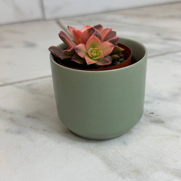 The Plant Farm® Succulents Aeonium Kiwi Plant, 2" Plant