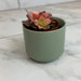 The Plant Farm® Succulents Aeonium Kiwi Plant, 2" Plant