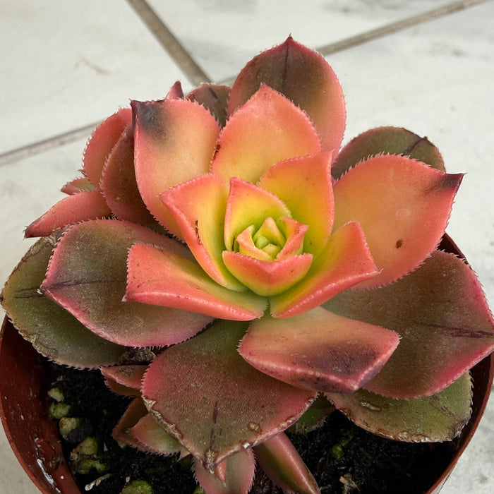 The Plant Farm® Succulents Aeonium Kiwi Plant, 2" Plant