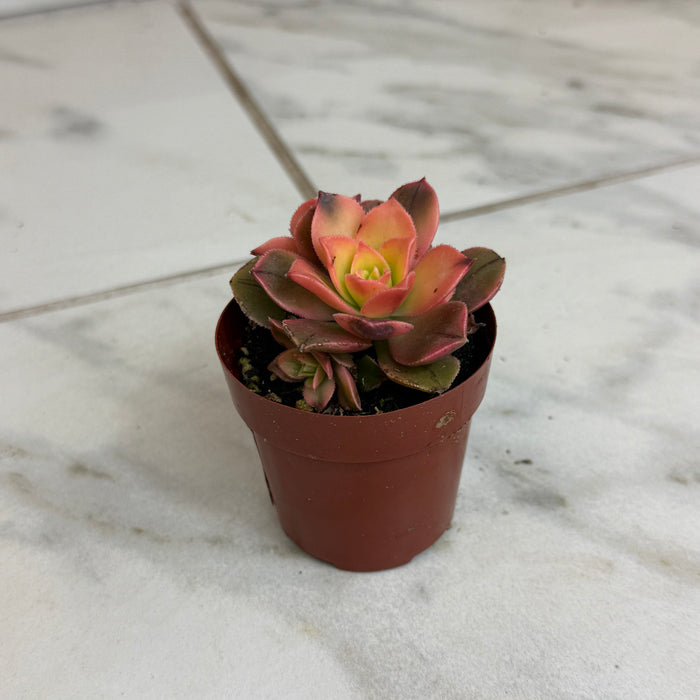 The Plant Farm® Succulents Aeonium Kiwi Plant, 2" Plant