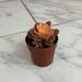 The Plant Farm® Succulents Aeonium Kiwi Plant, 2" Plant