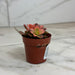 The Plant Farm® Succulents Aeonium Kiwi Plant, 2" Plant