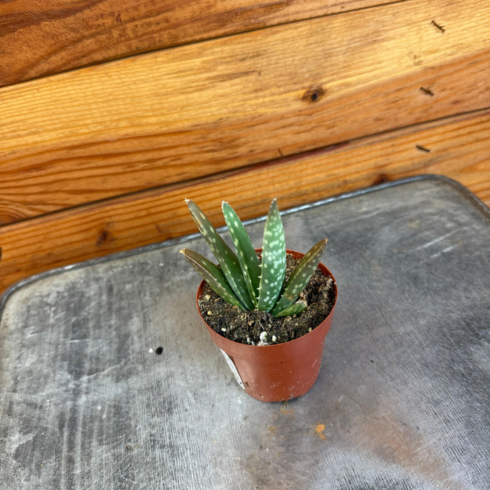 small aloe succulent Aloe Vera Plant, 2" Plant