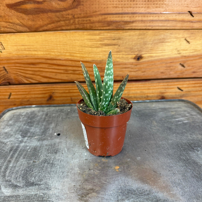 The Plant Farm® Succulents Aloe Vera Plant, 2" Plant