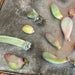 The Plant Farm® Succulents Assorted Rooted Succulent Cuttings